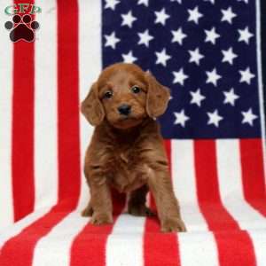 Plaza, Mini Goldendoodle Puppy